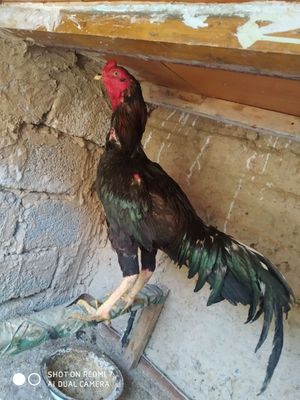 Horoz brazilga kareys zoti juda toza pariyam hamma joyi