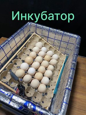 Новые Инкубаторы для яиц автоматический контроль