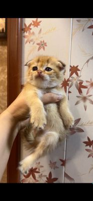 Продается котенок золотой Фолд