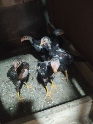 Dakan joʻjalar sotiladi 2 oyli