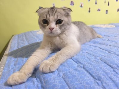 Продаётся котенок Scotish fold вислоухий