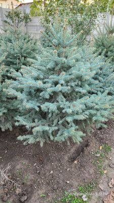 Премиум голубая ель colorado spruce последняя возможность в этом году!