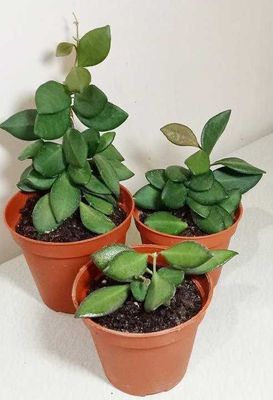 Продам. Хойя. Красивоцветуций редкий, коллекционный сорт.