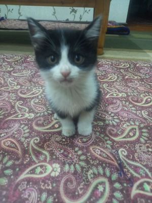 Mushuklar sotiladi