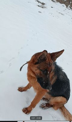 продаю немецкий овчарка 2 лет