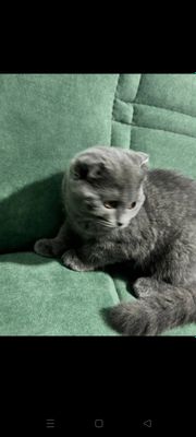 Скотишь фолд девочка вместе с домиком