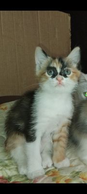 Отдам котенка в добрые руки!