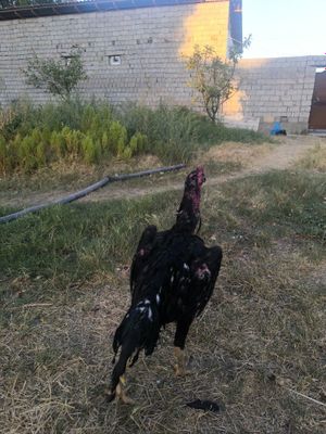 Dakan horoz 10 oylik 4kg