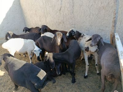 Qoʻchqor barra qazoqi,duragay aralash