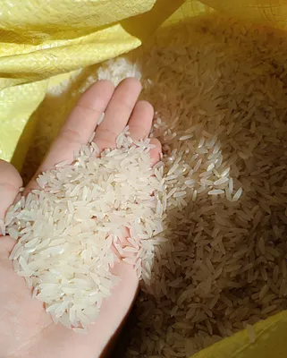 Лазер гуруш