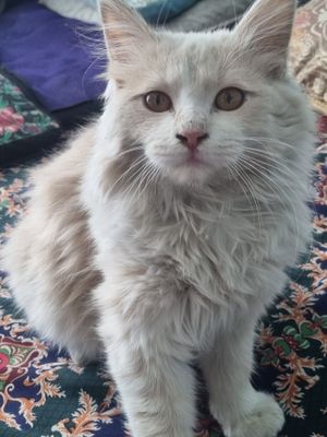 mushik  sotiladi  koshka narxini kelishamiz