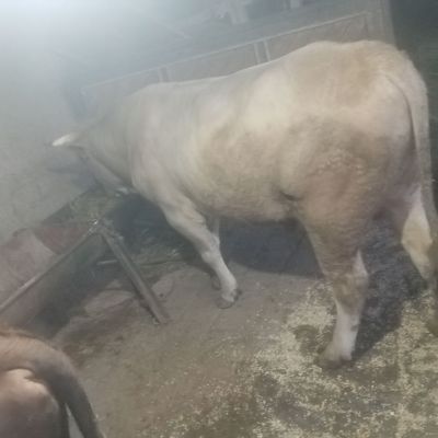 Жондор калсо олдига
