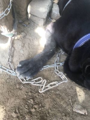 Алабай эркак сотилади 10 ойлик, хали бола факат уйнайди,