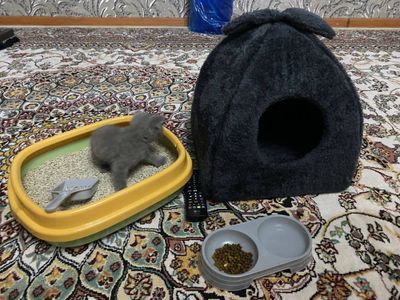 Parodali mushuk toza zot 2 oylik qz bola narxi 600 ming som