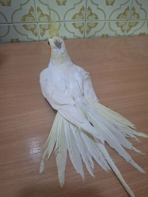 продам самку кореллы