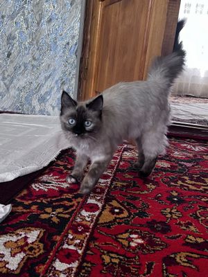 siyamskiy mushuk domashniy qolga orgatilgan