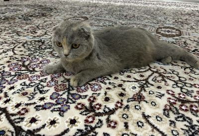 Продаётся кошка и котятя