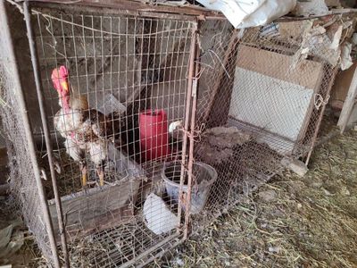 Товук катак сотилади