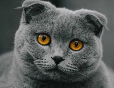 Scottish fold mushuk