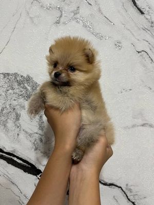 Продается Померанский шпиц