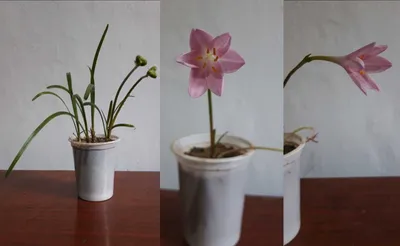 Комнатное растение (красивое, с доставкой)