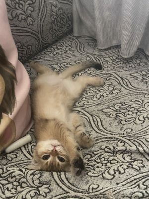 Котенок золотая шиншила