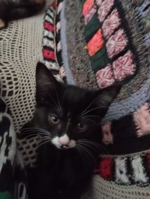 Котенка отдаю в добрые руки!