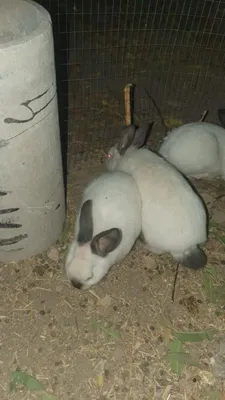 Kaliforniya quyonlar/ калифорнийские кролики