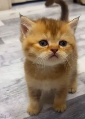 Scottish straight Scottish fold Chinchilla (Shinshilla) mushula sotila