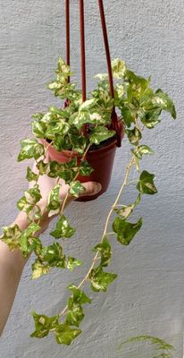 Хедера ( Hedera Golden Jytte). Цветы для дома и офиса.