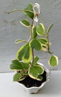 Хойя Керри вариегатная (Hoya Kerrii Variegata). Экзотическое растение