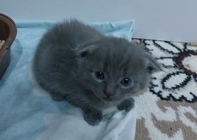 Продаю котят в Навои