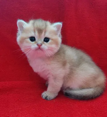 Бронирование котят. Британцы. Мальчик и девочка.