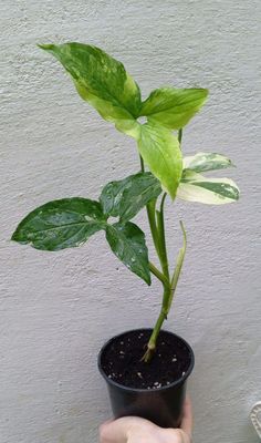 Сингониум (podophyllum ‘Aurea Variegata’). Экзотические цветы для дома