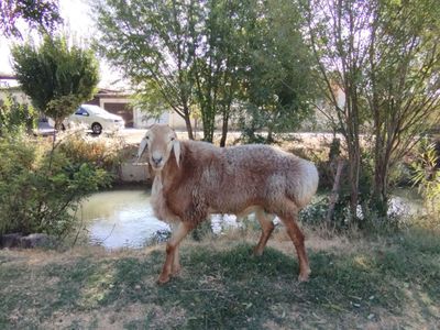 Qo'chqor jaydari