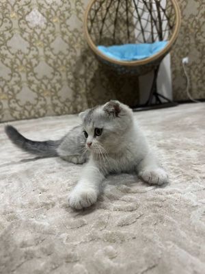 Скоттиш фолд вислоухий котёнок, мальчик, 3,5 месяца — продаётся