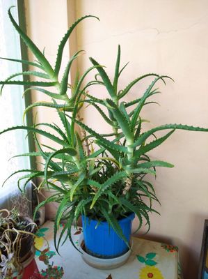 Комнатное растение (алоэ)
