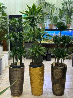 Комнатные растения с гарантией качества – скидки до 30%