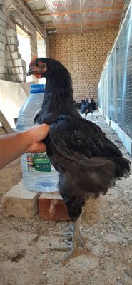Gigat qora shahzoda 3 oylik xorozlari sotilinladi faqat xorozlar