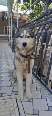 Xaski kuchu kozi 2 xil kok jgar