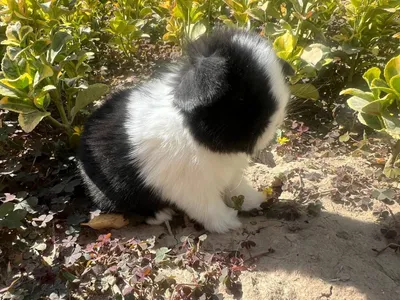 Karlik quyoncha zotdor