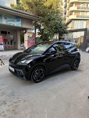 Byd seagull 2024 yil Srocha