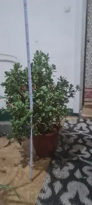 Цветок денежное дерево