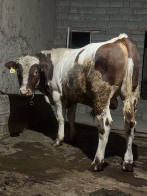 Simmental navvos sotiladi