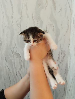 Шотландский вислоухий котёнок