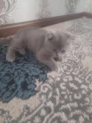 Продается котята вислоухие