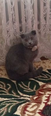 British Shorthair