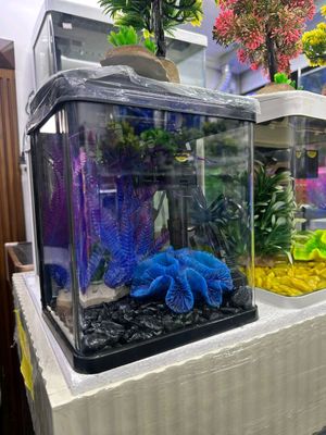 Nev Xitoy Akvariumlari