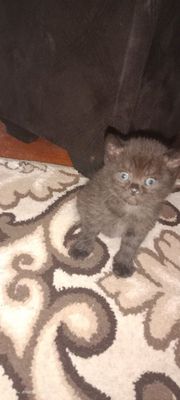 Продам котенка породистый