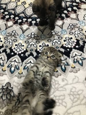 породистые кошки